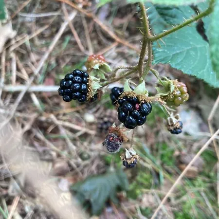 Z Jaskolka Parter Lejlighed Smołdzino