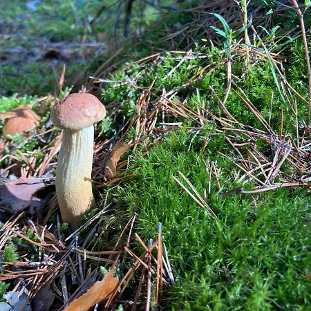 Lejlighed Z Jaskolka Parter Smołdzino