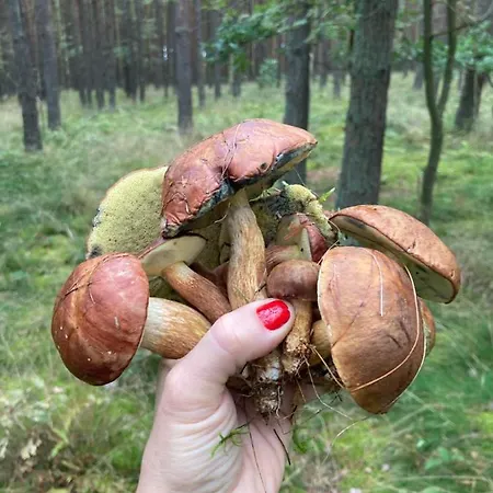 Lejlighed Z Jaskolka Parter *