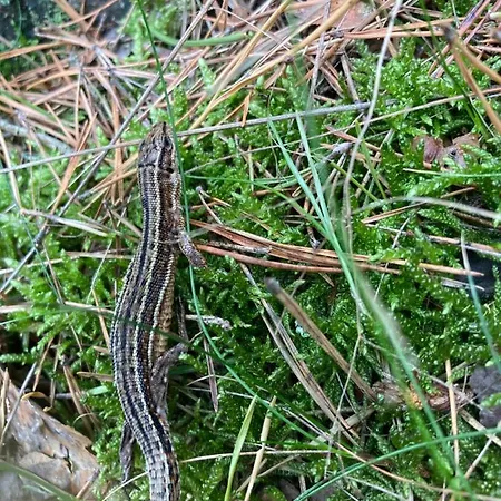 Z Jaskolka Parter Lejlighed