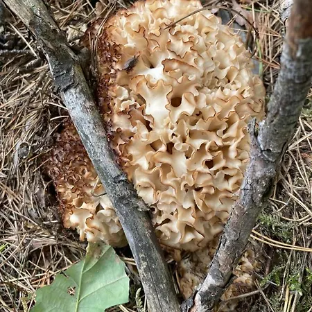 Lejlighed Z Jaskolka Parter