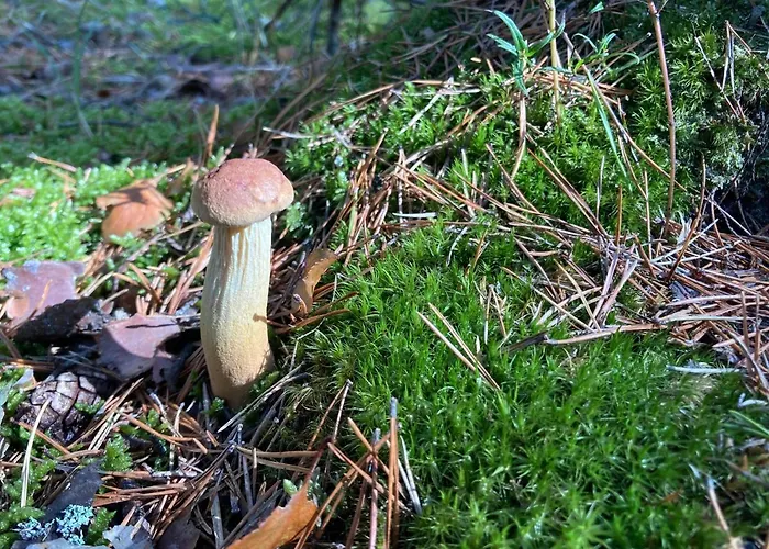 شقة Z Jaskolka Parter Smołdzino