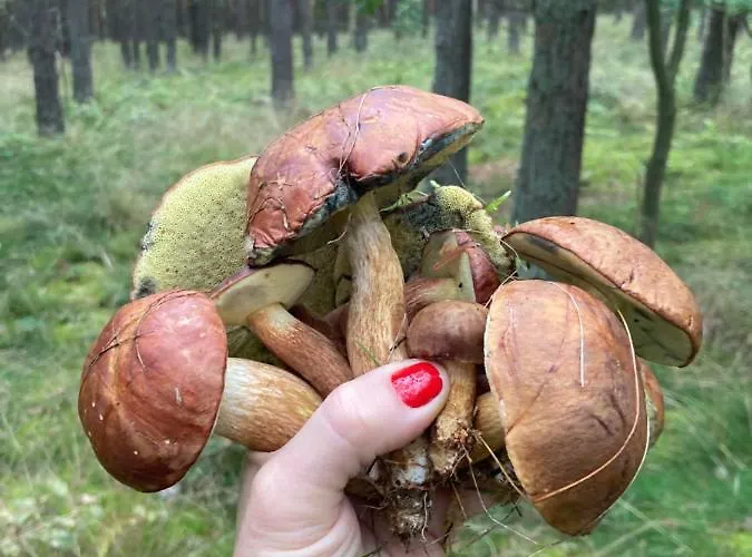 شقة Z Jaskolka Parter *