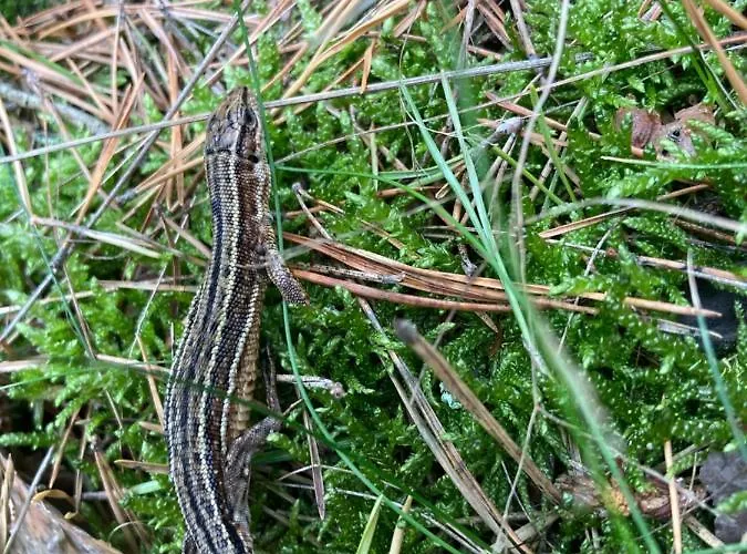 Z Jaskolka Parter شقة