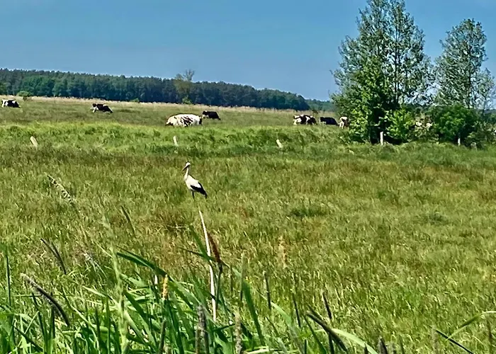 Z Jaskolka Parter Smołdzino