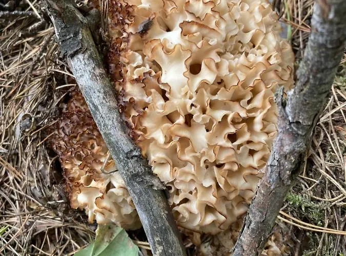 شقة Z Jaskolka Parter